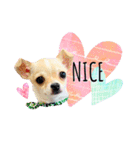 チワワ犬のJulian（ジュリアン）（個別スタンプ：10）