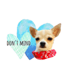 チワワ犬のJulian（ジュリアン）（個別スタンプ：11）