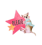チワワ犬のJulian（ジュリアン）（個別スタンプ：12）