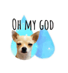 チワワ犬のJulian（ジュリアン）（個別スタンプ：13）