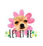 チワワ犬のJulian（ジュリアン）（個別スタンプ：15）
