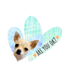 チワワ犬のJulian（ジュリアン）（個別スタンプ：16）
