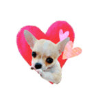 チワワ犬のJulian（ジュリアン）（個別スタンプ：17）