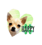 チワワ犬のJulian（ジュリアン）（個別スタンプ：18）