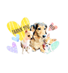 チワワ犬のJulian（ジュリアン）（個別スタンプ：19）