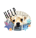 チワワ犬のJulian（ジュリアン）（個別スタンプ：20）