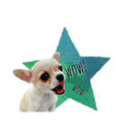 チワワ犬のJulian（ジュリアン）（個別スタンプ：22）