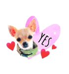 チワワ犬のJulian（ジュリアン）（個別スタンプ：23）
