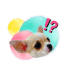 チワワ犬のJulian（ジュリアン）（個別スタンプ：24）