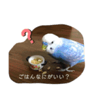 インコのすたんぷ（個別スタンプ：8）