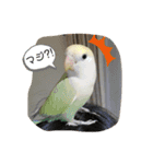 インコのすたんぷ（個別スタンプ：10）