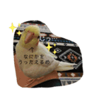 インコのすたんぷ（個別スタンプ：12）