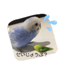 インコのすたんぷ（個別スタンプ：16）