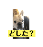 フレンチブルドックのビームです。（個別スタンプ：3）