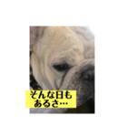 フレンチブルドックのビームです。（個別スタンプ：5）