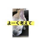 フレンチブルドックのビームです。（個別スタンプ：8）