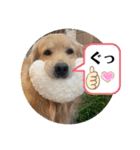 ぐっ！メイプル！ゴールデンレトリバー（個別スタンプ：2）