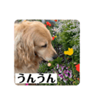 ぐっ！メイプル！ゴールデンレトリバー（個別スタンプ：4）