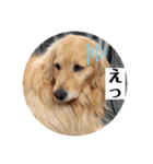 ぐっ！メイプル！ゴールデンレトリバー（個別スタンプ：7）
