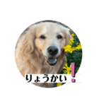 ぐっ！メイプル！ゴールデンレトリバー（個別スタンプ：10）