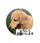 ぐっ！メイプル！ゴールデンレトリバー（個別スタンプ：11）