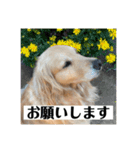 ぐっ！メイプル！ゴールデンレトリバー（個別スタンプ：12）