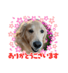ぐっ！メイプル！ゴールデンレトリバー（個別スタンプ：14）