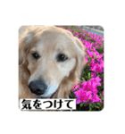 ぐっ！メイプル！ゴールデンレトリバー（個別スタンプ：16）