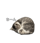 ねる ぺぺ   いそぐ ぺぺ   いじける ぺぺ（個別スタンプ：15）