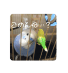 たくさんいろいろインコのすたんぷ（個別スタンプ：11）