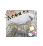 たくさんいろいろインコのすたんぷ（個別スタンプ：12）