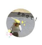 たくさんいろいろインコのすたんぷ（個別スタンプ：13）