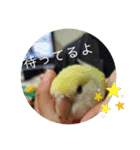 たくさんいろいろインコのすたんぷ（個別スタンプ：14）