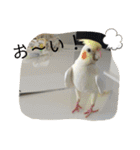 たくさんいろいろインコのすたんぷ（個別スタンプ：18）