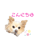 チワワwwころん＆ぷりん（個別スタンプ：6）
