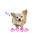 チワワwwころん＆ぷりん（個別スタンプ：8）
