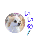 チワワwwころん＆ぷりん（個別スタンプ：15）
