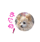 チワワwwころん＆ぷりん（個別スタンプ：16）