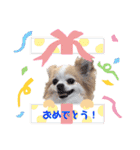 チワワwwころん＆ぷりん（個別スタンプ：17）