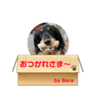 そらの日常 part4（個別スタンプ：1）