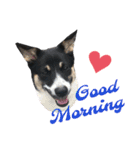 Archie’s life. (English)（個別スタンプ：1）