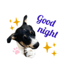 Archie’s life. (English)（個別スタンプ：2）