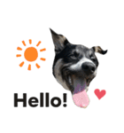 Archie’s life. (English)（個別スタンプ：3）