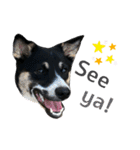 Archie’s life. (English)（個別スタンプ：4）