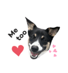 Archie’s life. (English)（個別スタンプ：11）
