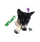 Archie’s life. (English)（個別スタンプ：17）