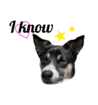 Archie’s life. (English)（個別スタンプ：23）