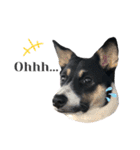 Archie’s life. (English)（個別スタンプ：33）