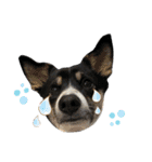 Archie’s life. (English)（個別スタンプ：39）