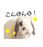 うさぎのち晴れ♪時々⭐ちんちら⑩（個別スタンプ：3）